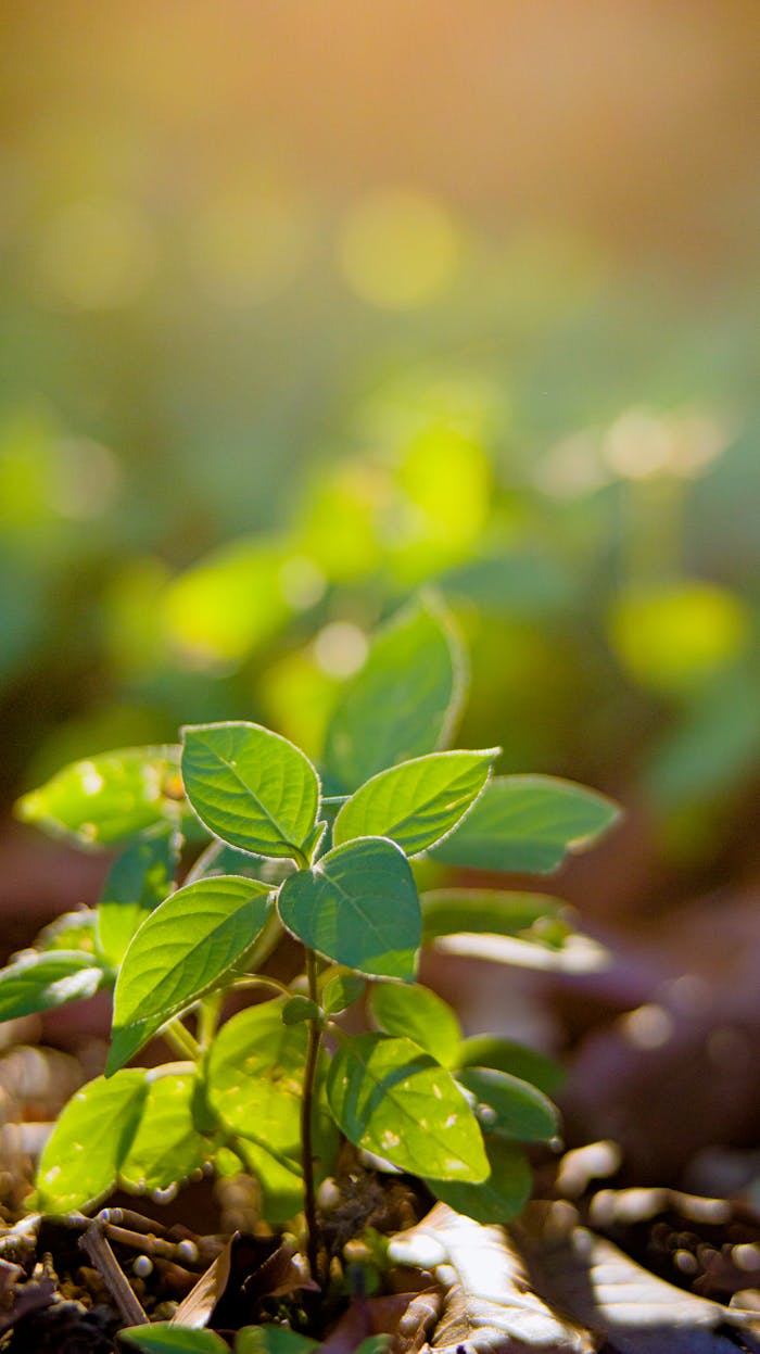 our-experience Closeup of delicate green sprouts growing on soil in soft summer sunlight